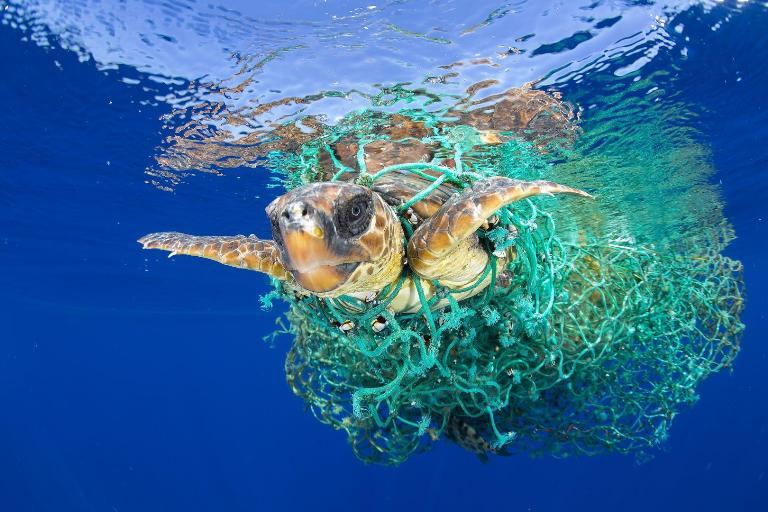 WWF’den 450 Yıllık Canlı Yayın: Plastik Doğada Kaybolacak Mı?